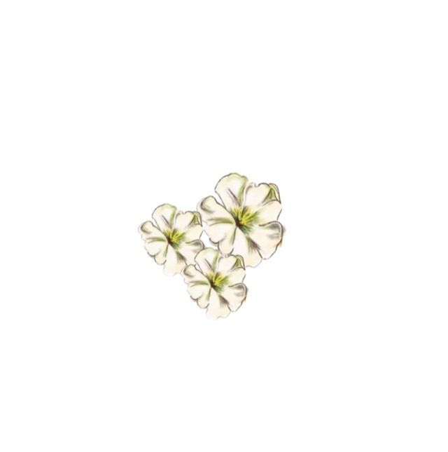 Botanical illustration, white flowers