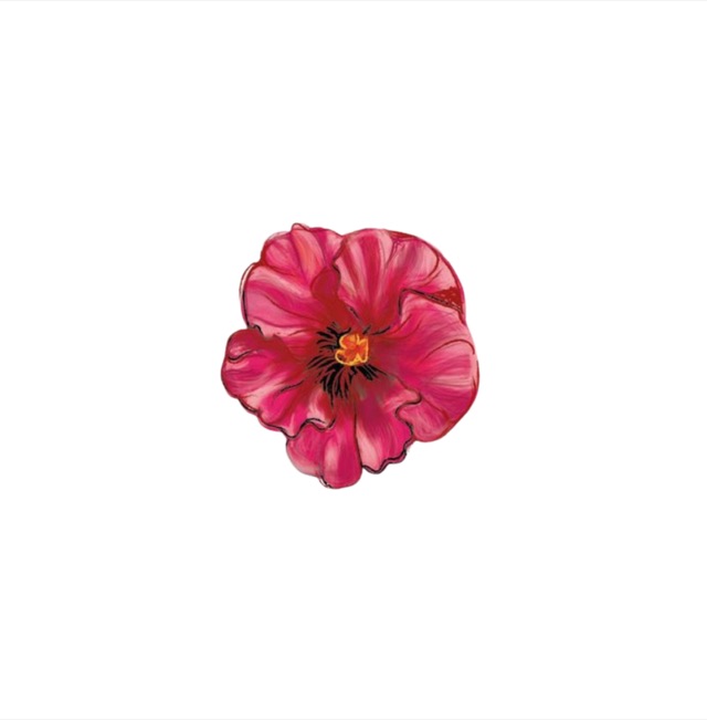 Botanical illustration, pink flower