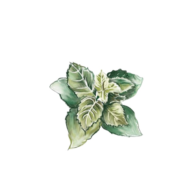 Botanical illustration, green leaves